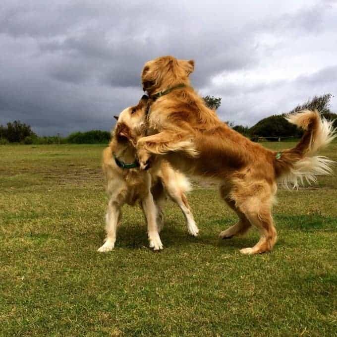 Dozer-and-Ollie