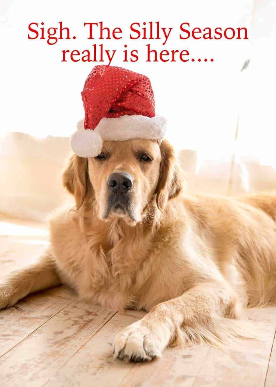 dozer-santa-hat-4