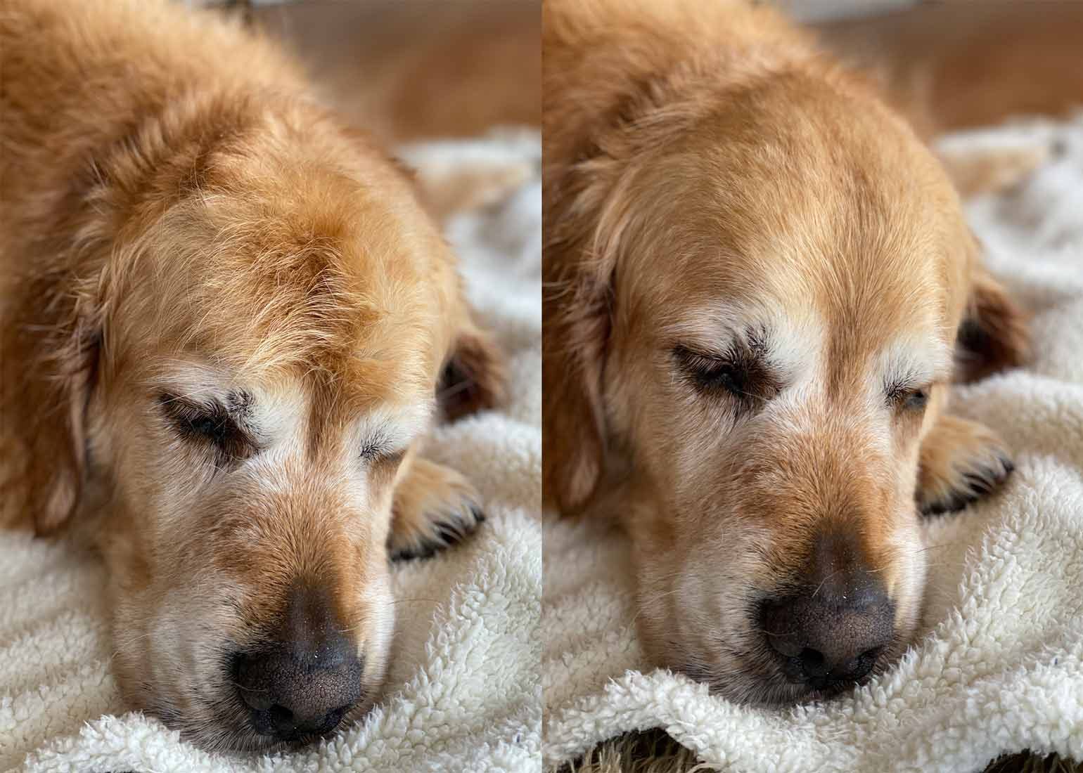 Dozer bed hair